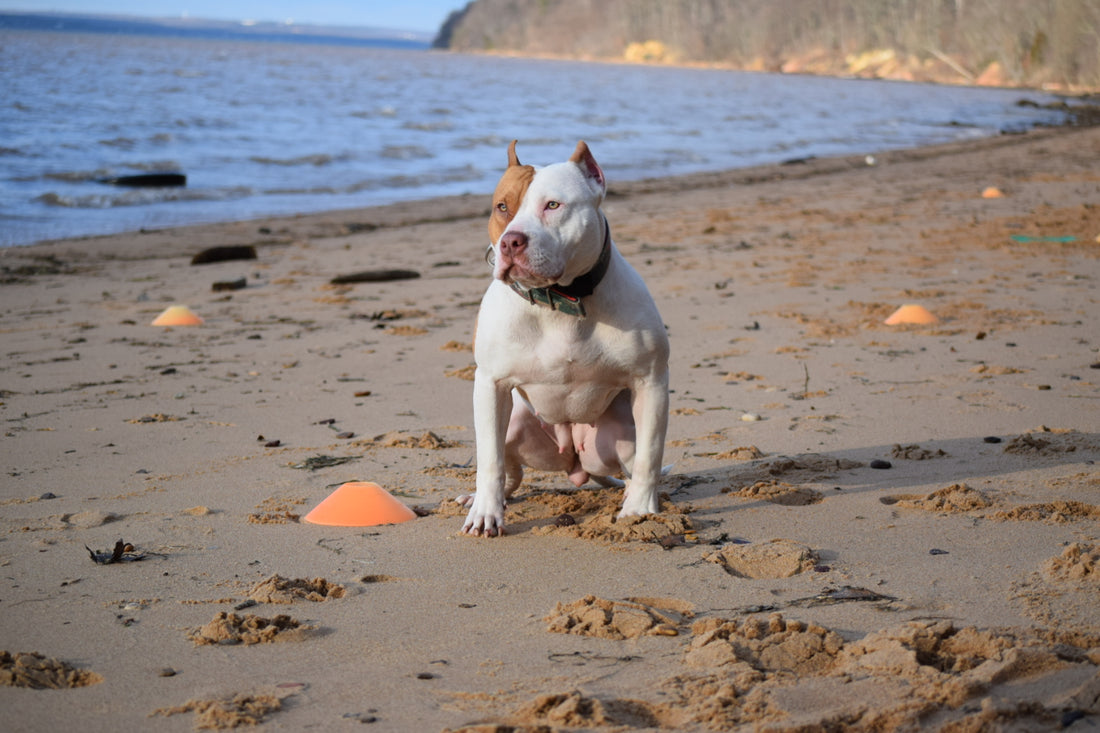 High Quality Custom Group Dog Training