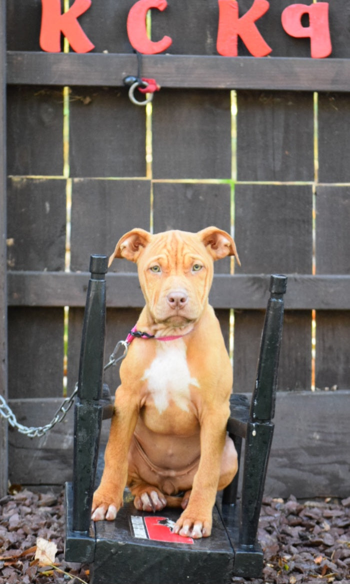 Puppy Red Pitbull Brown Pitbull Dog American Red Nose Pitbull For