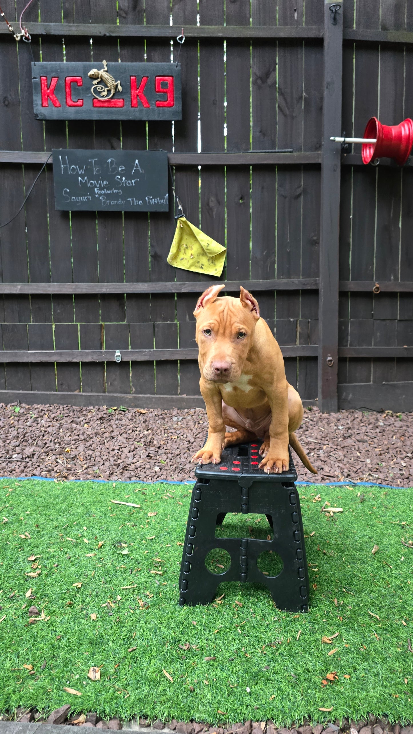 "Blaze" 1 month kck9 included * Slime X Brooklyn * DOB 2/24/24