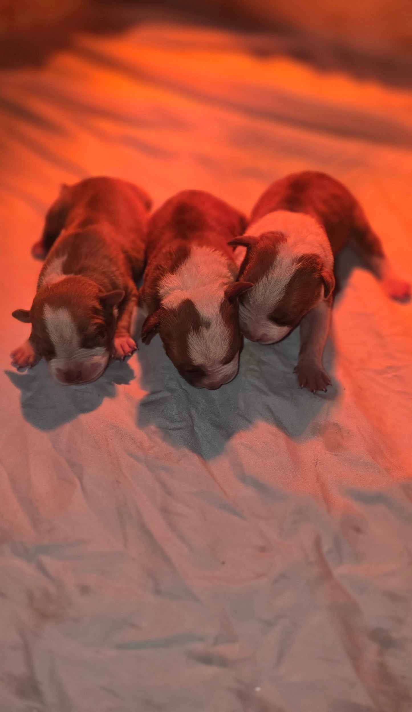 PR The Boo Dogg ⚔ PR Madusa son * Male #2 * EARLY RESERVATION DEPOSIT * DOB: 9/20/25