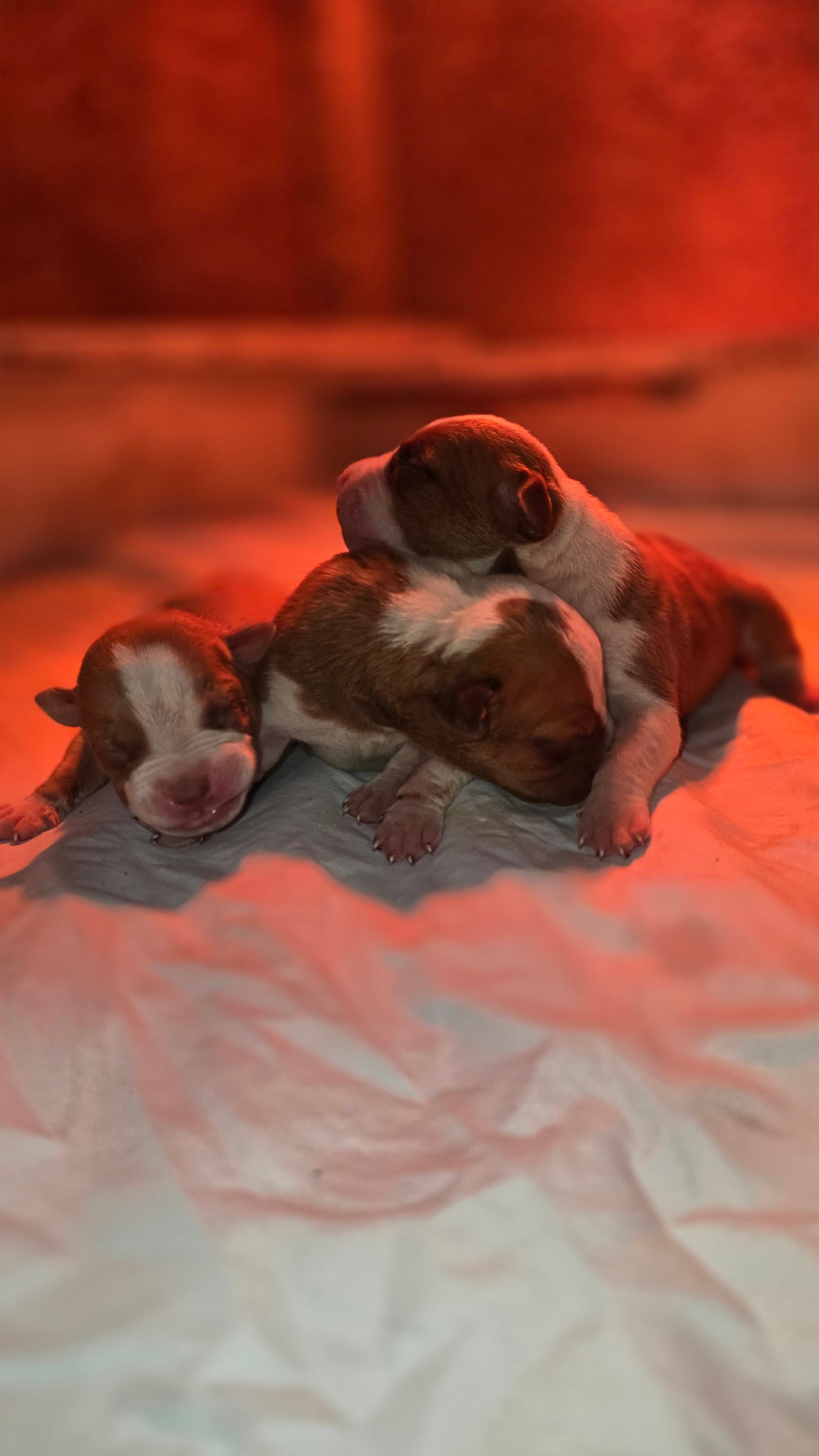 PR The Boo Dogg ⚔ PR Madusa son * Male #2 * EARLY RESERVATION DEPOSIT * DOB: 9/20/25