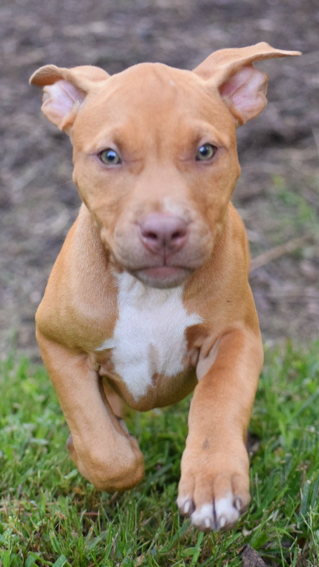 Cerberus aka Brandy The Pitbull ⚔ Millionette - Lady in Red F#4 - DOB: 7/20/23