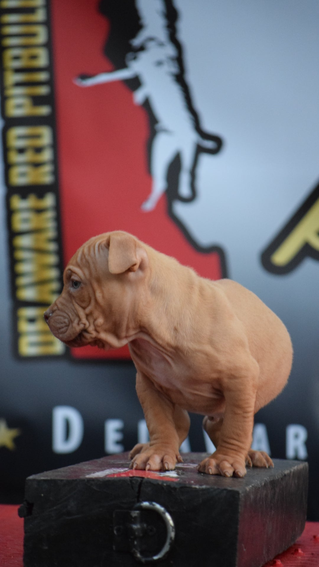 "Brandys" 1st born son Boo Dog β Red Rozin Male #3 DOB 9/15/23