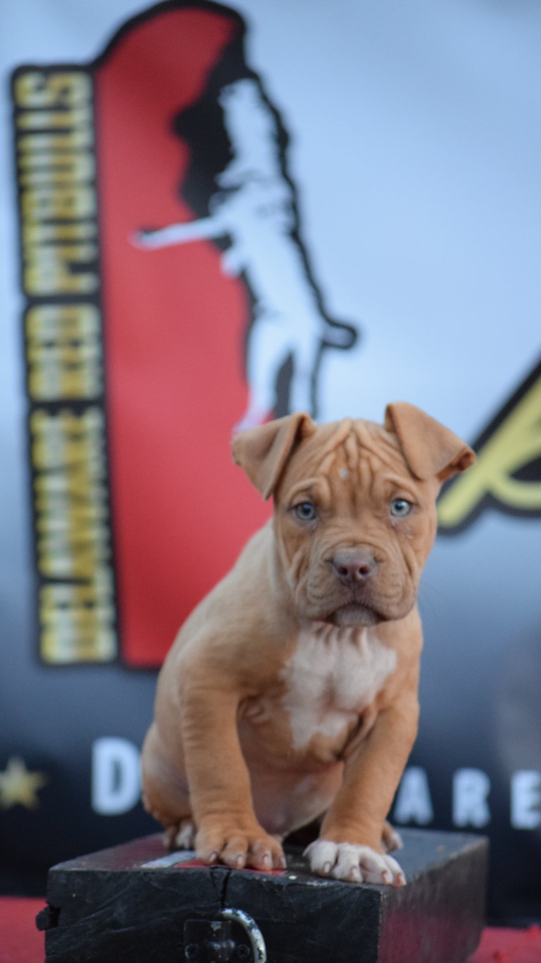 "Brandys" 1st born son Boo Dog β Red Rozin Male #1 DOB 9/15/23