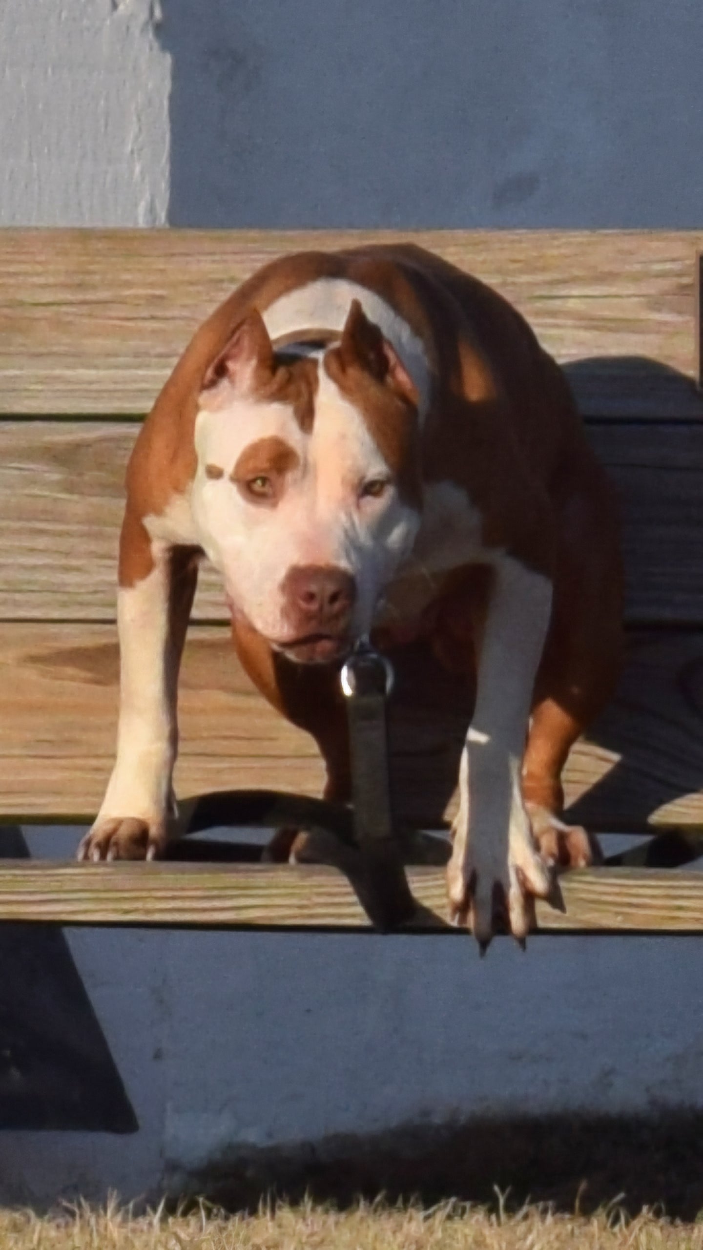 PR The Boo Dogg ⚔ PR Madusa son * Male #2 * EARLY RESERVATION DEPOSIT * DOB: 9/20/25