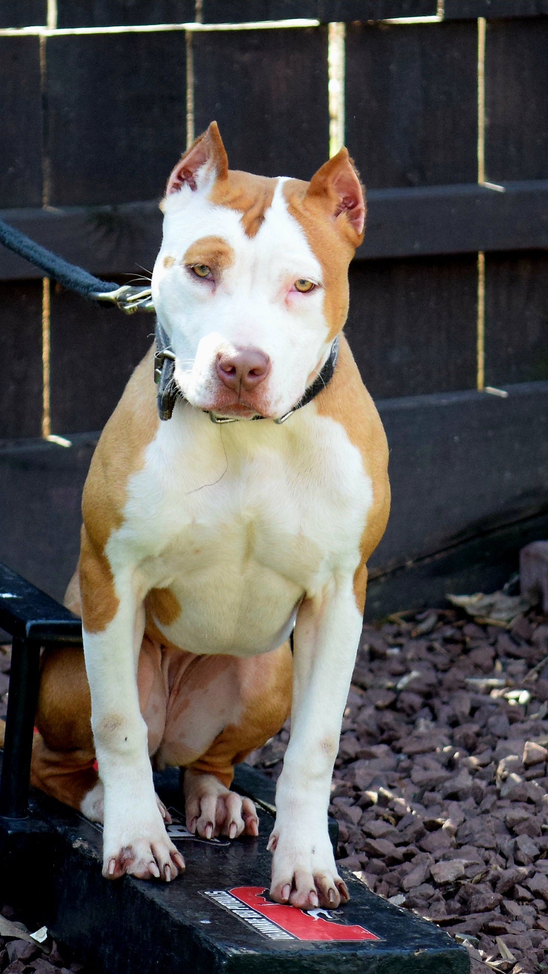 Flat Nose Pitbull Tan Red Nose Pitbull - Main Image