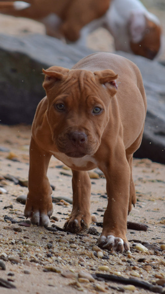 SOLD * PR Cerberus aka Brandy The Pitbull TM â PR BooJee Female " La PEARLA " * NOW READY