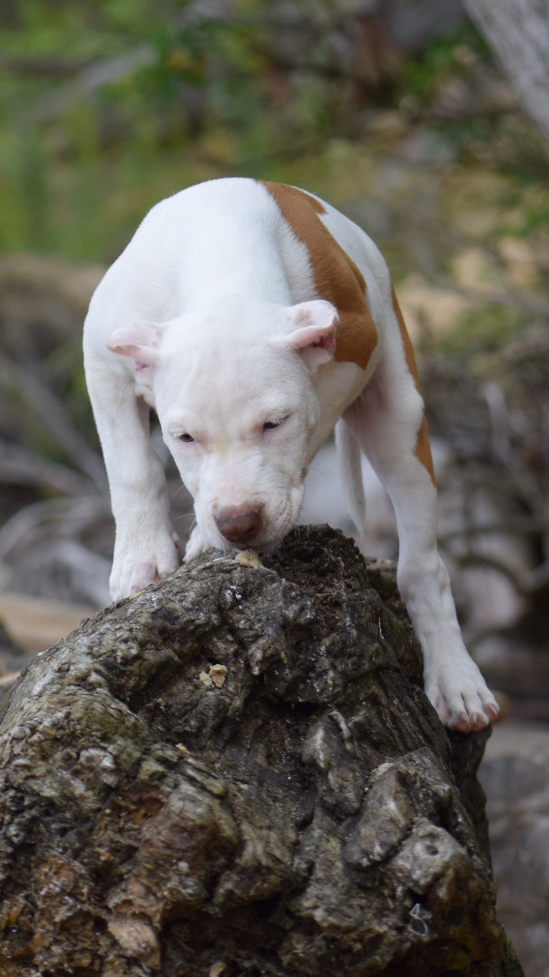 PR Cerberus aka Brandy The Pitbull ⚔ PR BooJee * " PERU " Female 1st pick of the litter * NOW READY