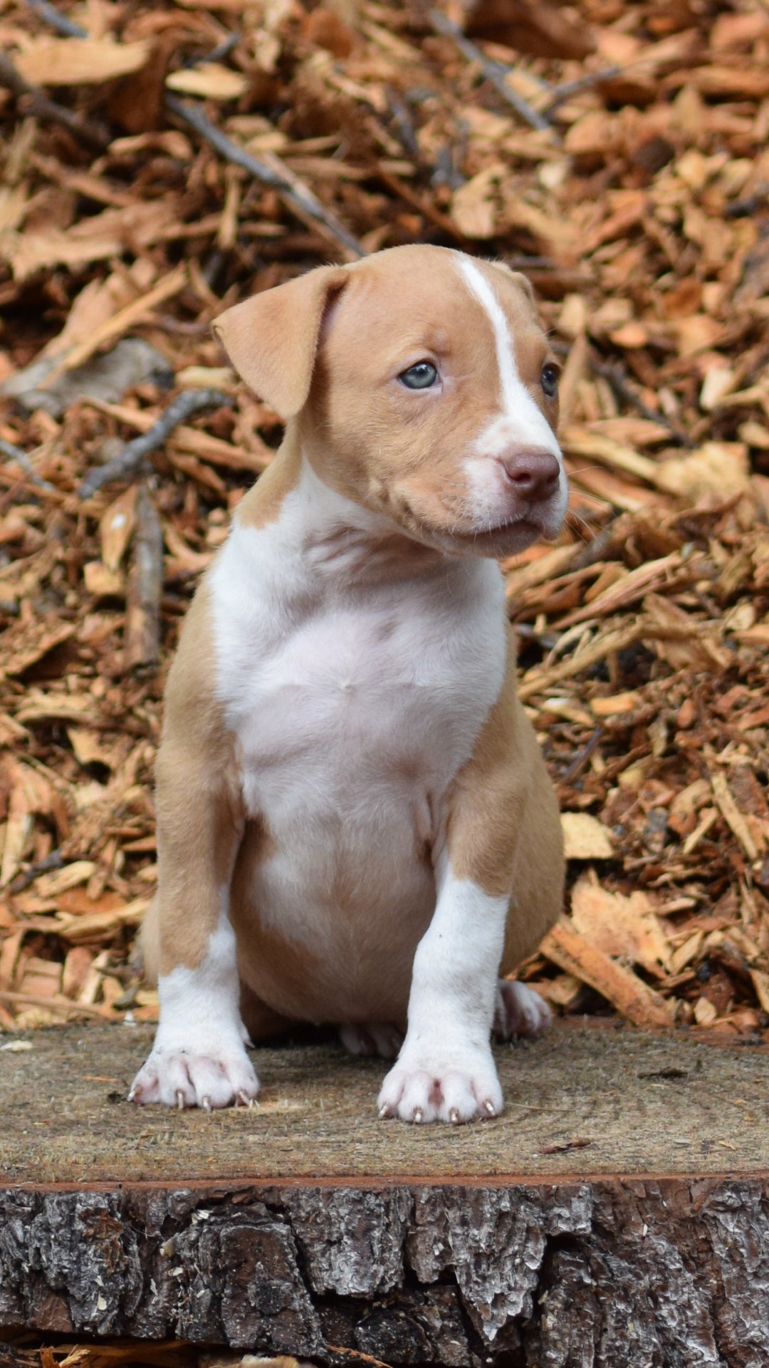 SOLD PR Juvenile ⚔ PR Hollywood * FEMALE #1 * Born 8/11/25 & Ready 10/11/2025
