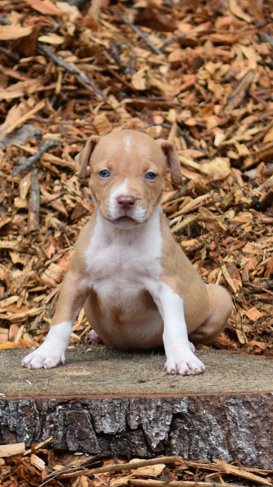 SOLD * PR Juvenile â PR Hollywood * MALE #3 * NOW READY *Born 8/11/25