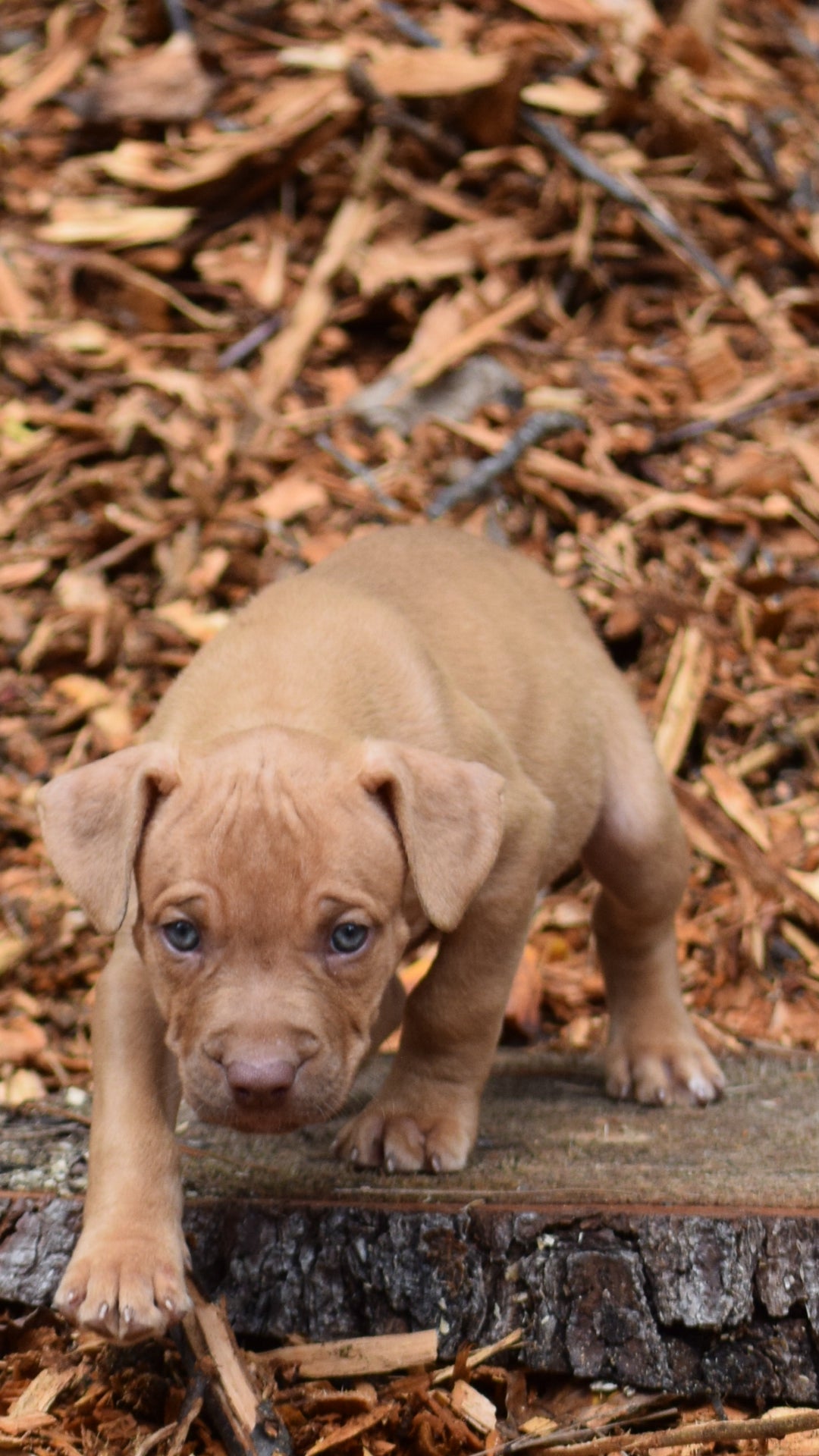 SOLD PR Juvenile ⚔ PR Hollywood * MALE #6 * Born 8/11/25 & Ready 10/11/2025 * SOLD