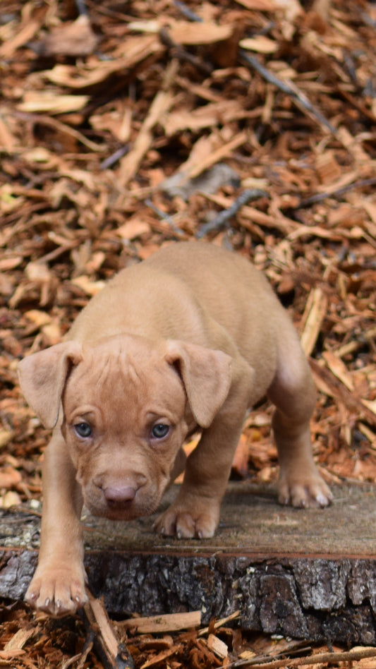 SOLD PR Juvenile â PR Hollywood * MALE #6 * Born 8/11/25 & Ready 10/11/2025 * SOLD