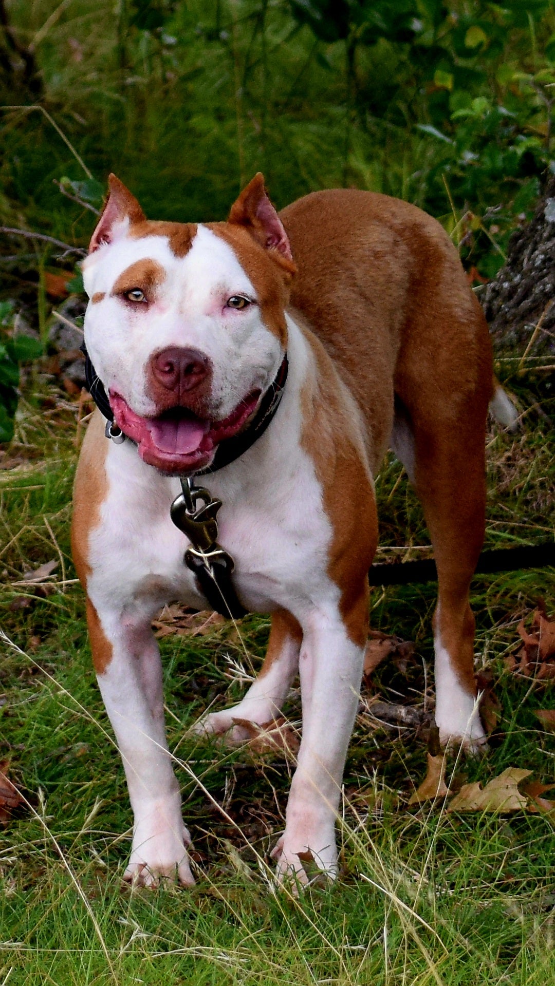 PR The Boo Dogg ⚔ PR Madusa son * Male #2 * EARLY RESERVATION DEPOSIT * DOB: 9/20/25