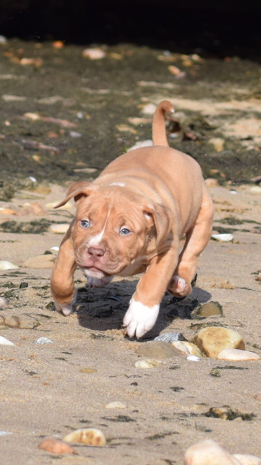 PR Cerberus aka Brandy The Pitbull ⚔ PR BooJee * OMEN * Male #2 * DOB 2/8/26 * SOLD