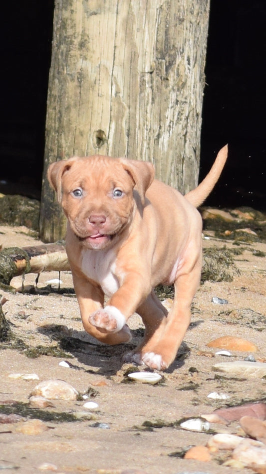 PR Cerberus aka Brandy The Pitbull ⚔ PR BooJee * JeeJee * 1st Pick Female * DOB 2/8/2026 * SOLD