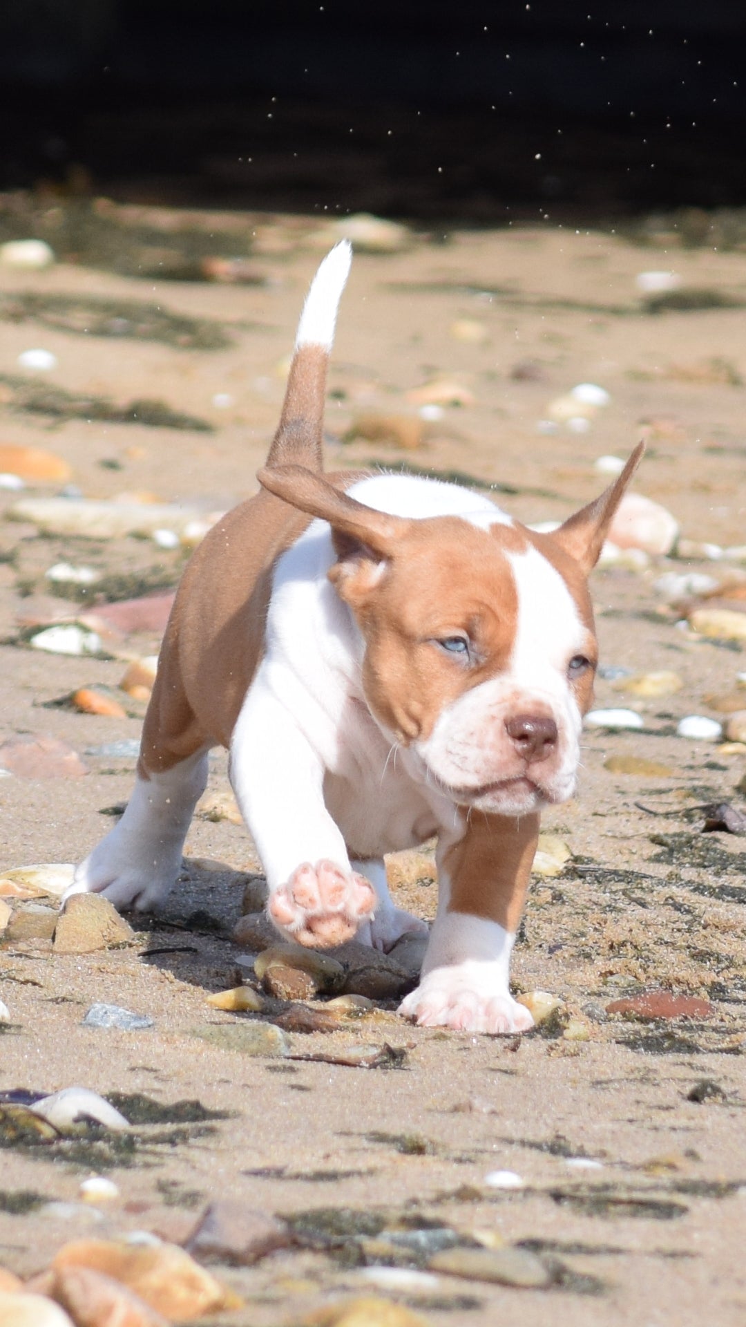 PR Cerberus aka Brandy The Pitbull ⚔ PR BooJee * BEETHOVEN * 1st