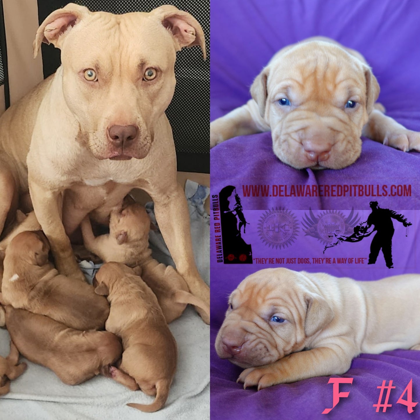 SOLD Ace ⚔ Roxxy - Female 4 - DOB: 6/18/23