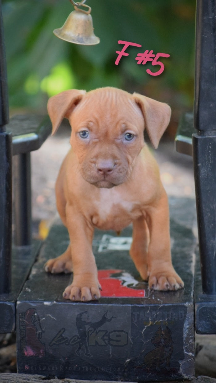 Cerberus aka Brandy The Pitbull ⚔ Millionette - Rare Deep Red Female #5 - DOB: 7/20/23