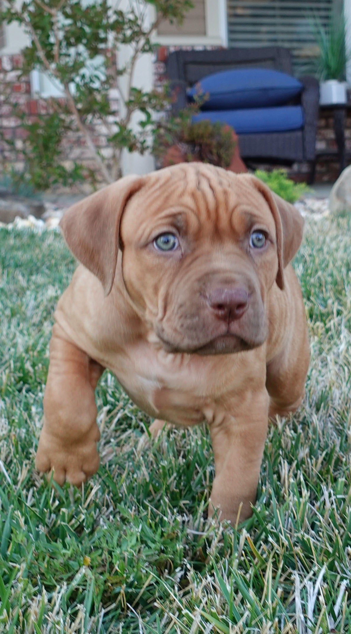 SOLD Ace ⚔ Roxxy - Female 4 - DOB: 6/18/23
