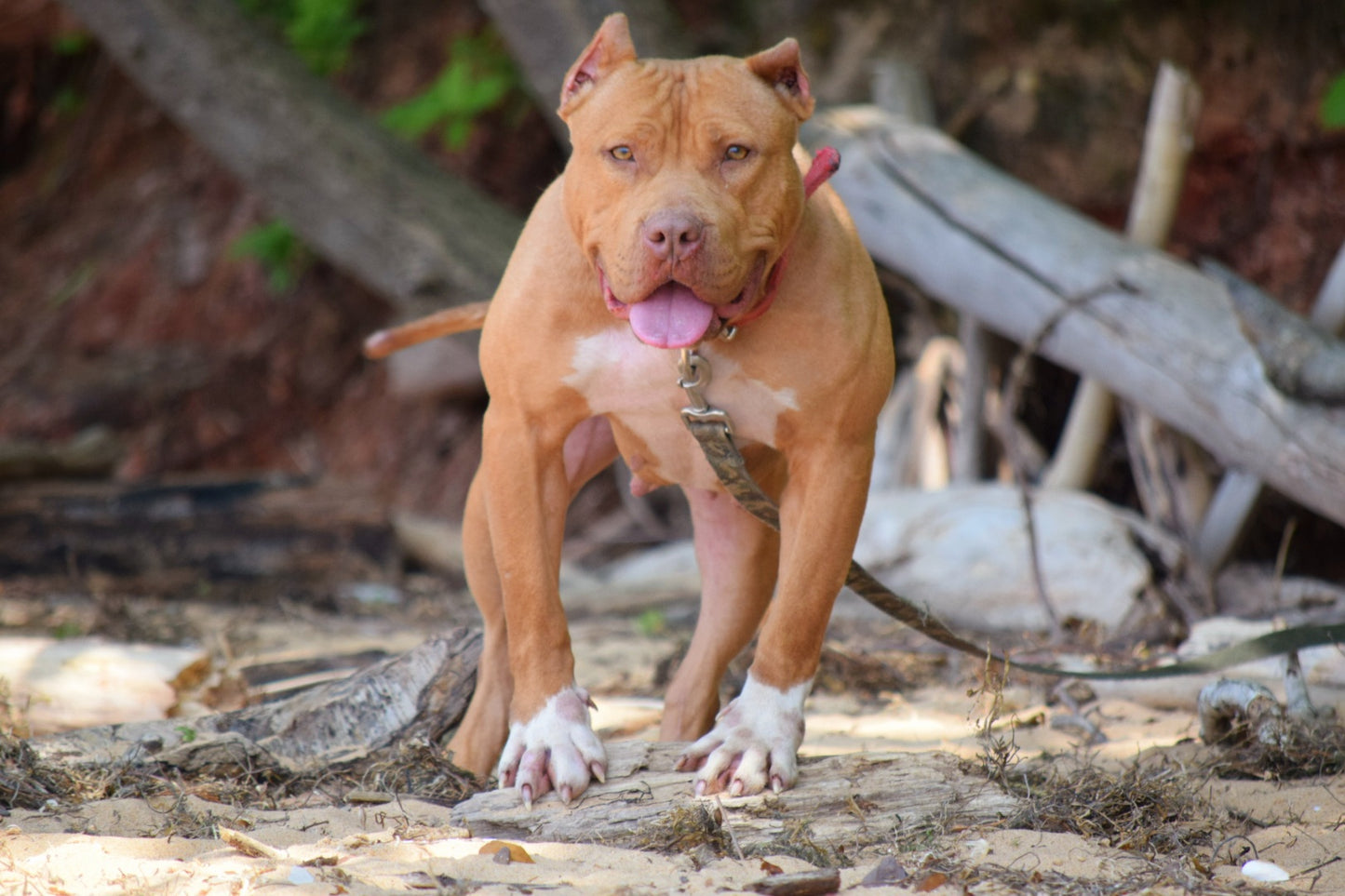 SOLD * PR Cerberus aka Brandy The Pitbull TM ⚔ PR BooJee Female " La PEARLA " * NOW READY