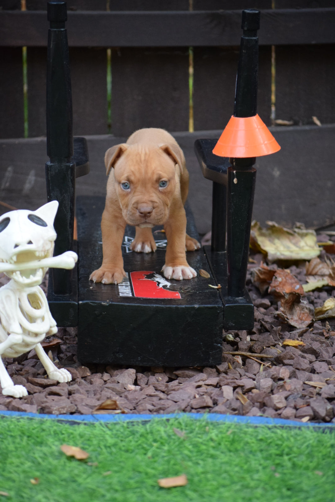 "Brandys" 1st born son Boo Dog β Red Rozin Male #1 DOB 9/15/23