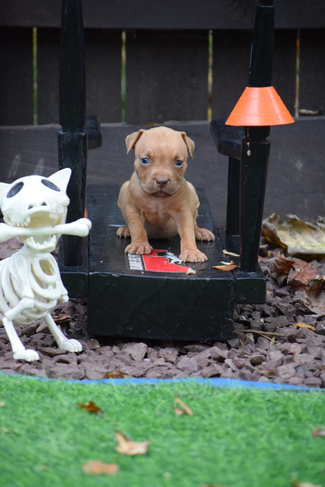 "Brandys" 1st born son Boo Dog β Red Rozin Male #3 DOB 9/15/23
