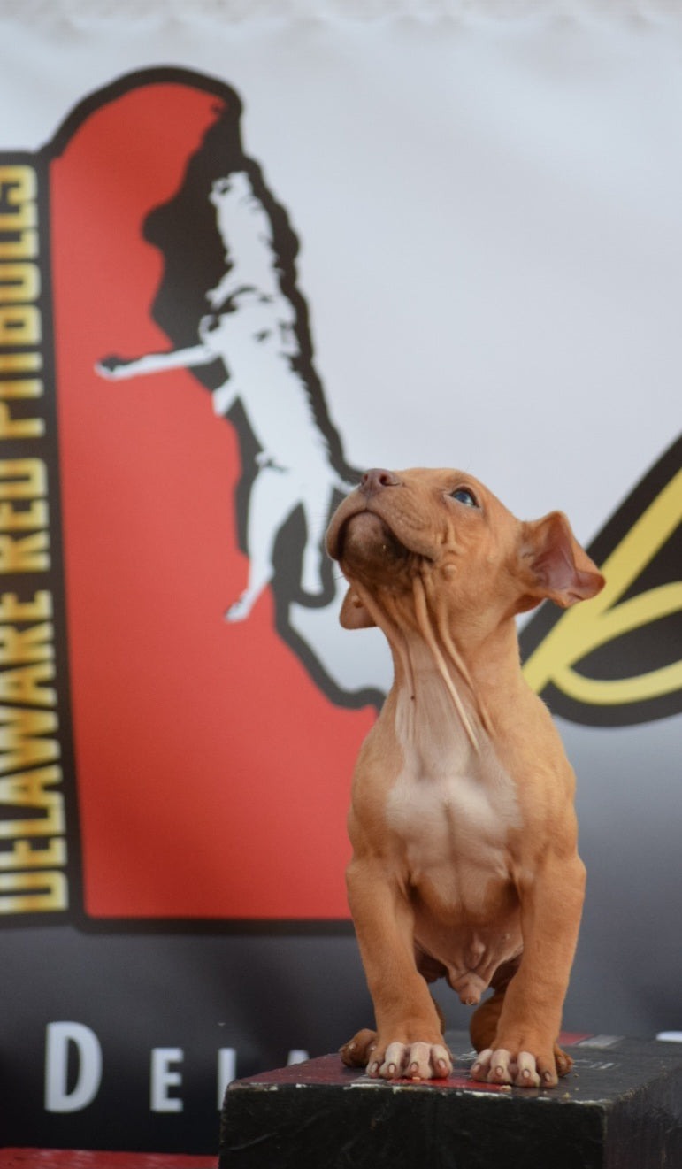 "Brandys" 1st born son Boo Dog β Red Rozin Male #5 DOB 9/15/23
