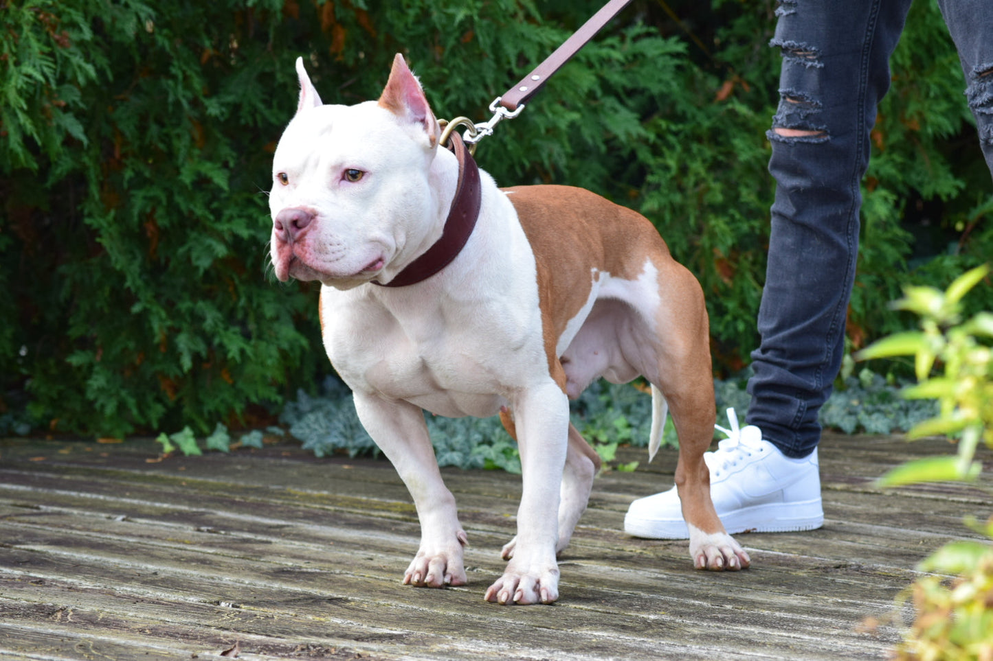 "Brandys" 1st born son Boo Dog β Red Rozin Male #3 DOB 9/15/23