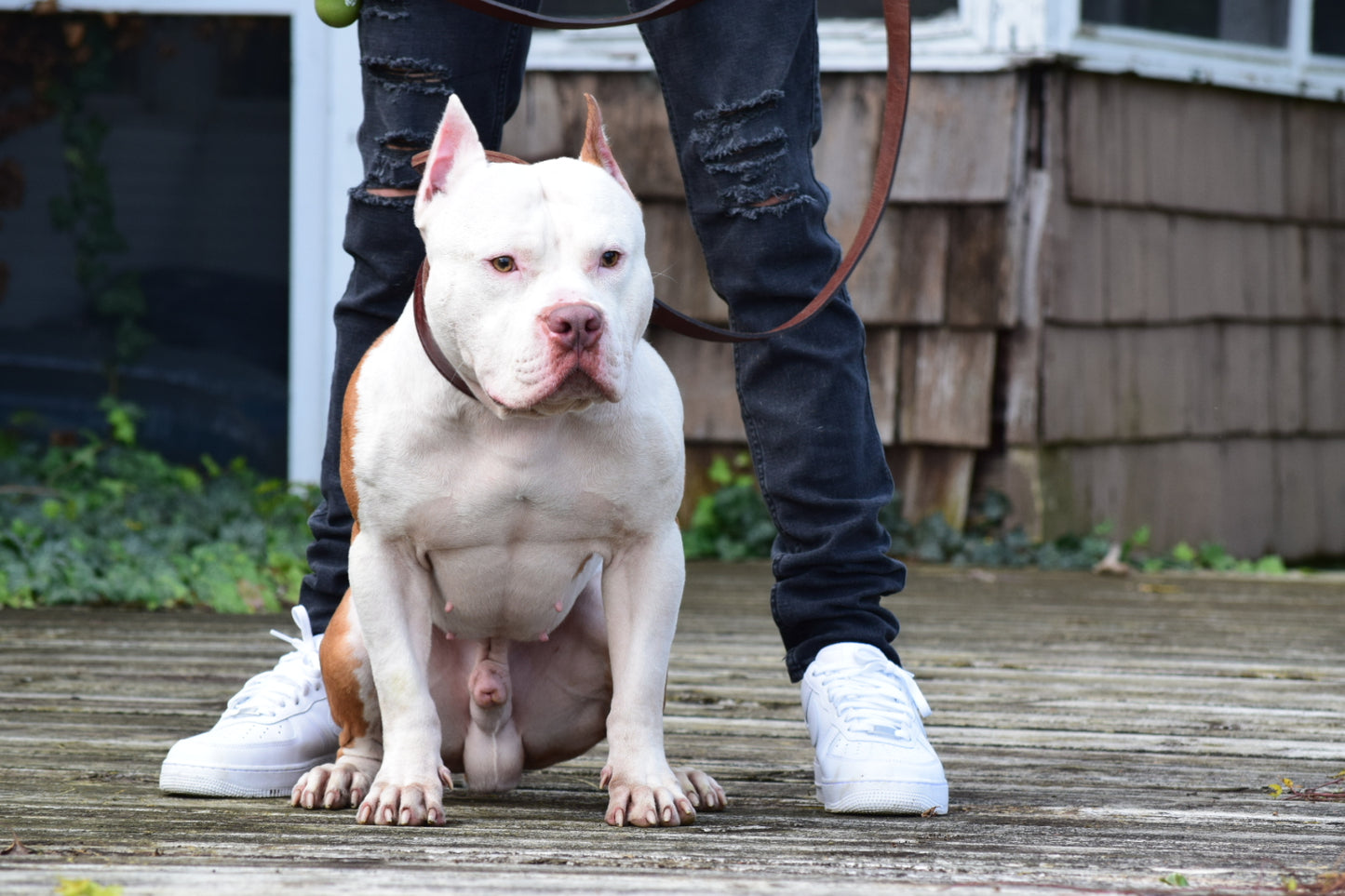 PR The Boo Dogg ⚔ PR Madusa son * Male #2 * EARLY RESERVATION DEPOSIT * DOB: 9/20/25