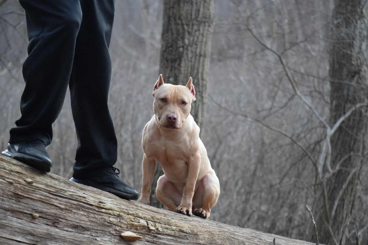 "Brandys" 1st born son Boo Dog β Red Rozin Male #3 DOB 9/15/23
