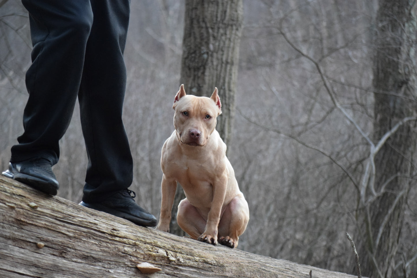 "Brandys" 1st born son Boo Dog β Red Rozin Male #1 DOB 9/15/23