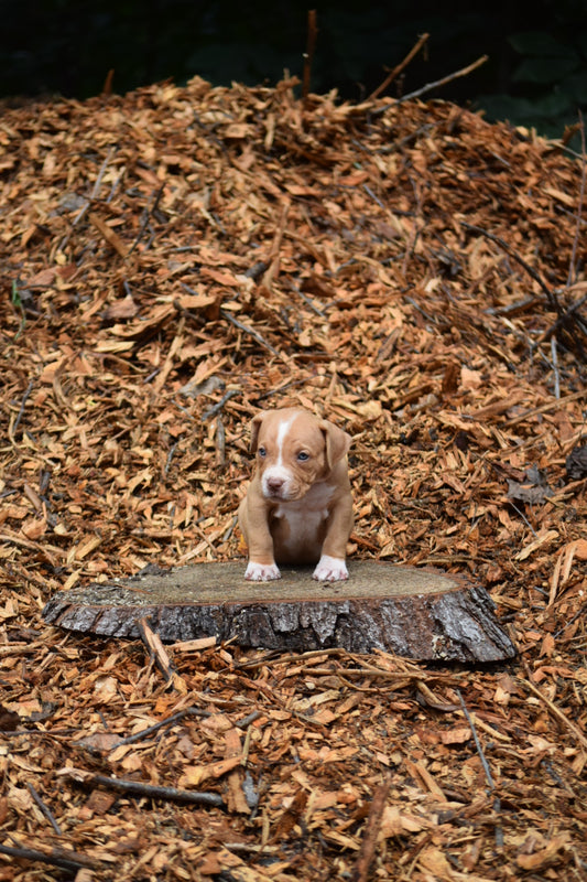 SOLD * PR Juvenile â PR Hollywood * Bruiser * MALE #4 * Born 8/11/25 & Ready 10/11/2025