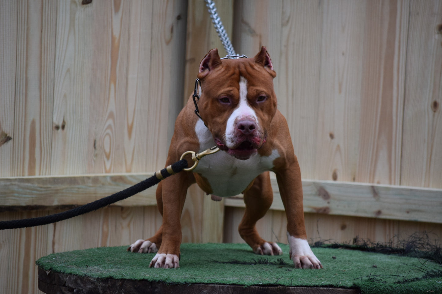SOLD * PR Cerberus aka Brandy The Pitbull TM ⚔ PR BooJee Female " La PEARLA " * NOW READY