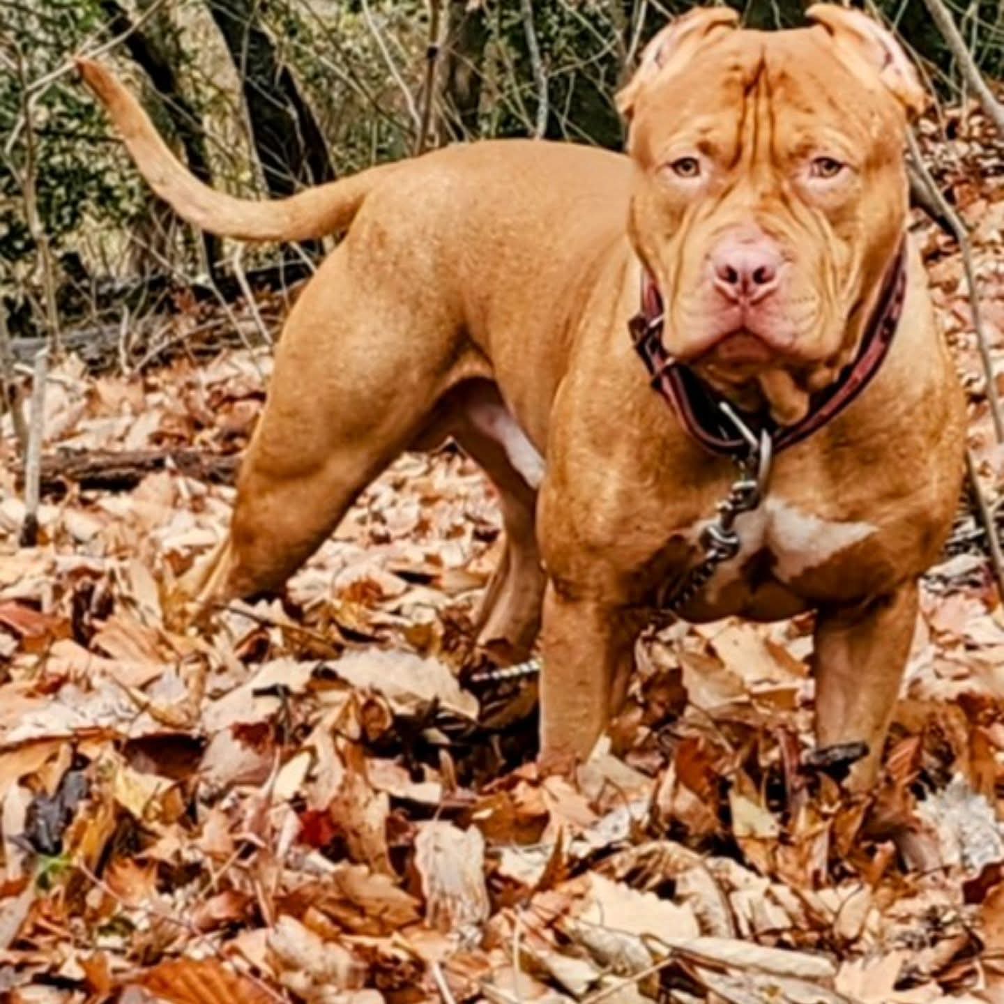 PR Juvenile ⚔ PR Hollywood * 3rd pick MALE * Born 8/11/25 & Ready 10/11/2025 * RESERVATION DEPOSIT