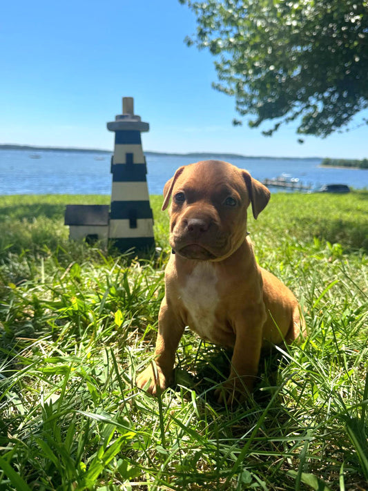 SOLD * PR Cerberus aka Brandy The Pitbull â PR Klosowski's BooJee 1st PICK MALE * RESERVED