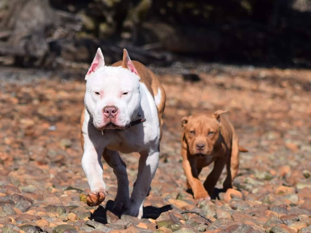 "Brandys" 1st born son Boo Dog β Red Rozin Male #3 DOB 9/15/23