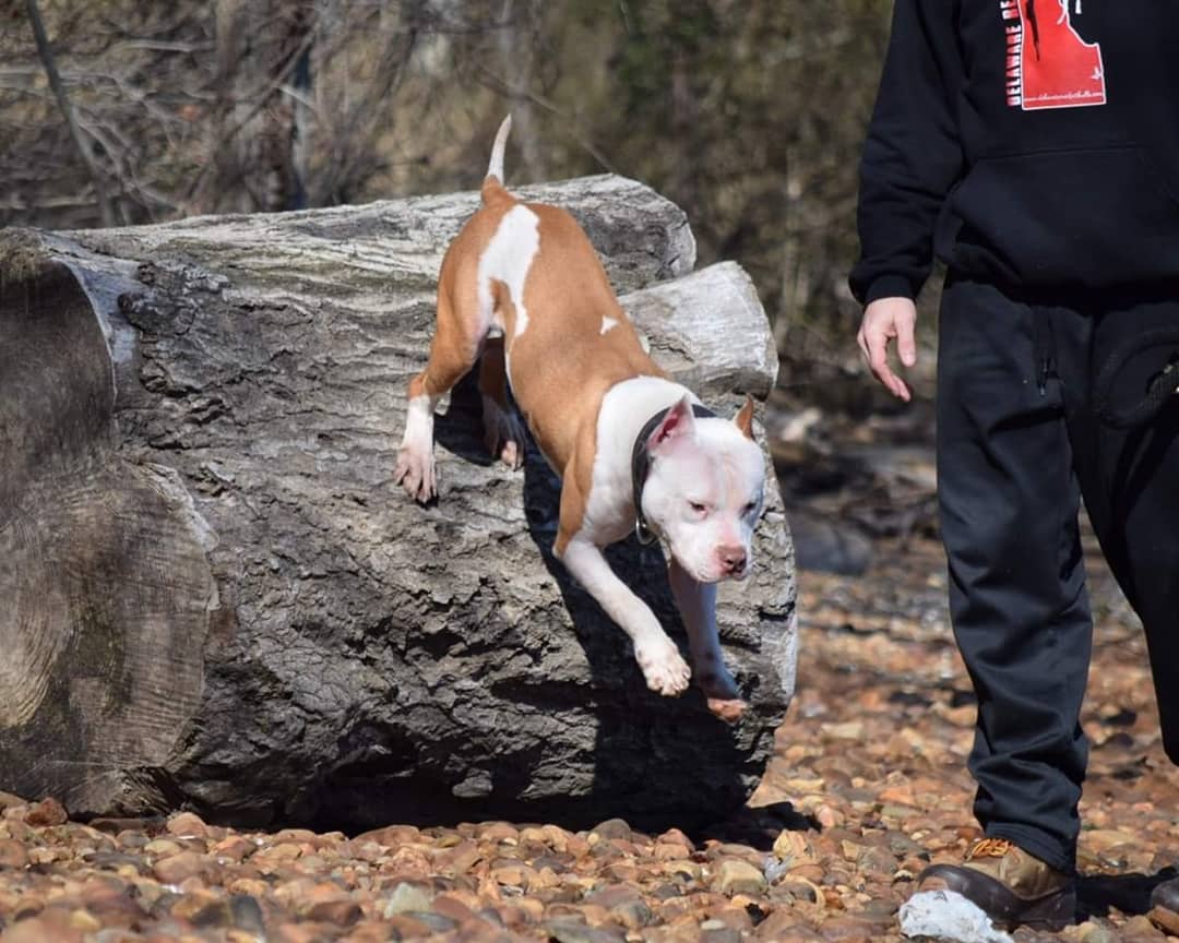 "Brandys" 1st born son Boo Dog β Red Rozin Male #1 DOB 9/15/23