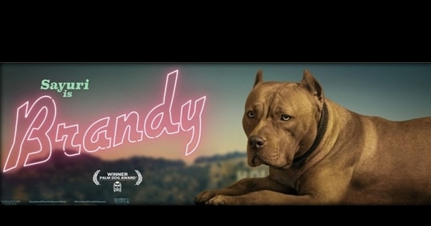 "Brandys" 1st born son Boo Dog β Red Rozin Male #1 DOB 9/15/23