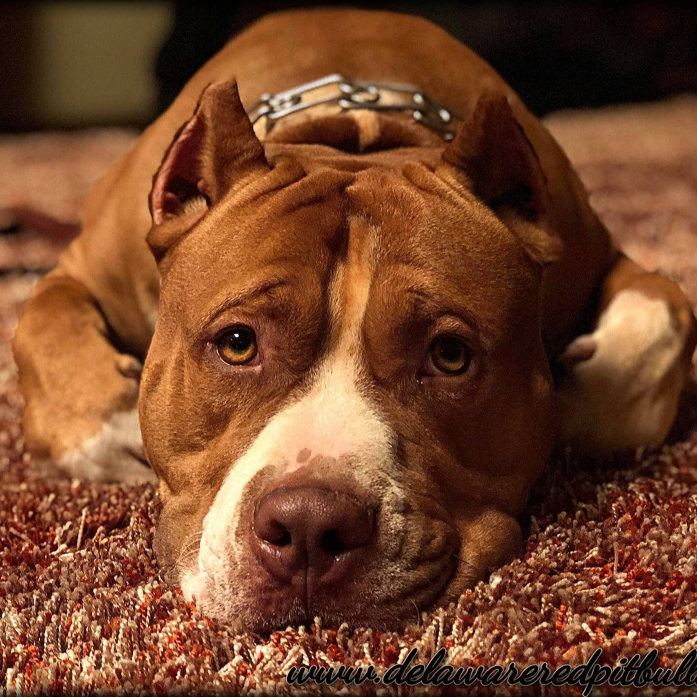Cerberus aka Brandy The Pitbull ⚔ Millionette - Male #1 - DOB: 7/20/23