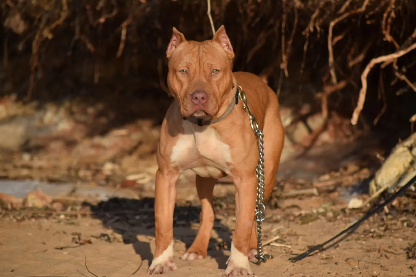 Cerberus aka Brandy The Pitbull ⚔ Millionette - Deep Red Male #2 - DOB: 7/20/23