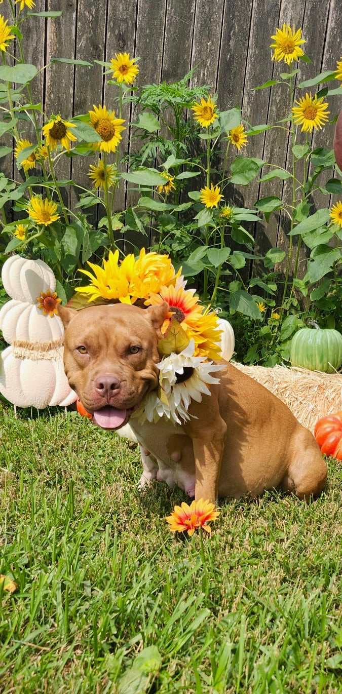 PR Juvenile ⚔ PR Hollywood * 3rd pick MALE * Born 8/11/25 & Ready 10/11/2025 * RESERVATION DEPOSIT