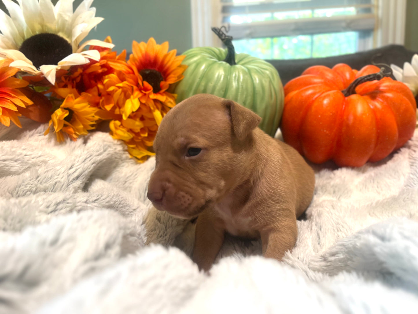 PR Juvenile ⚔ PR Hollywood * 3rd pick MALE * Born 8/11/25 & Ready 10/11/2025 * RESERVATION DEPOSIT