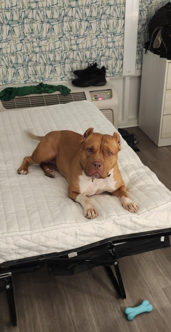 PR Juvenile ⚔ PR Hollywood * 3rd pick MALE * Born 8/11/25 & Ready 10/11/2025 * RESERVATION DEPOSIT