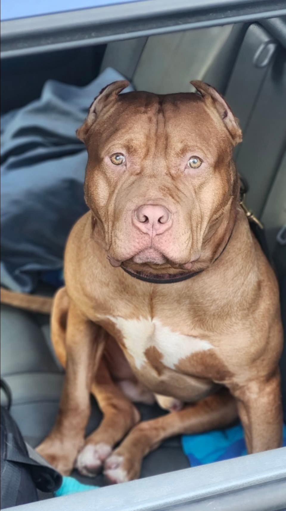 PR Juvenile ⚔ PR Hollywood * 3rd pick MALE * Born 8/11/25 & Ready 10/11/2025 * RESERVATION DEPOSIT