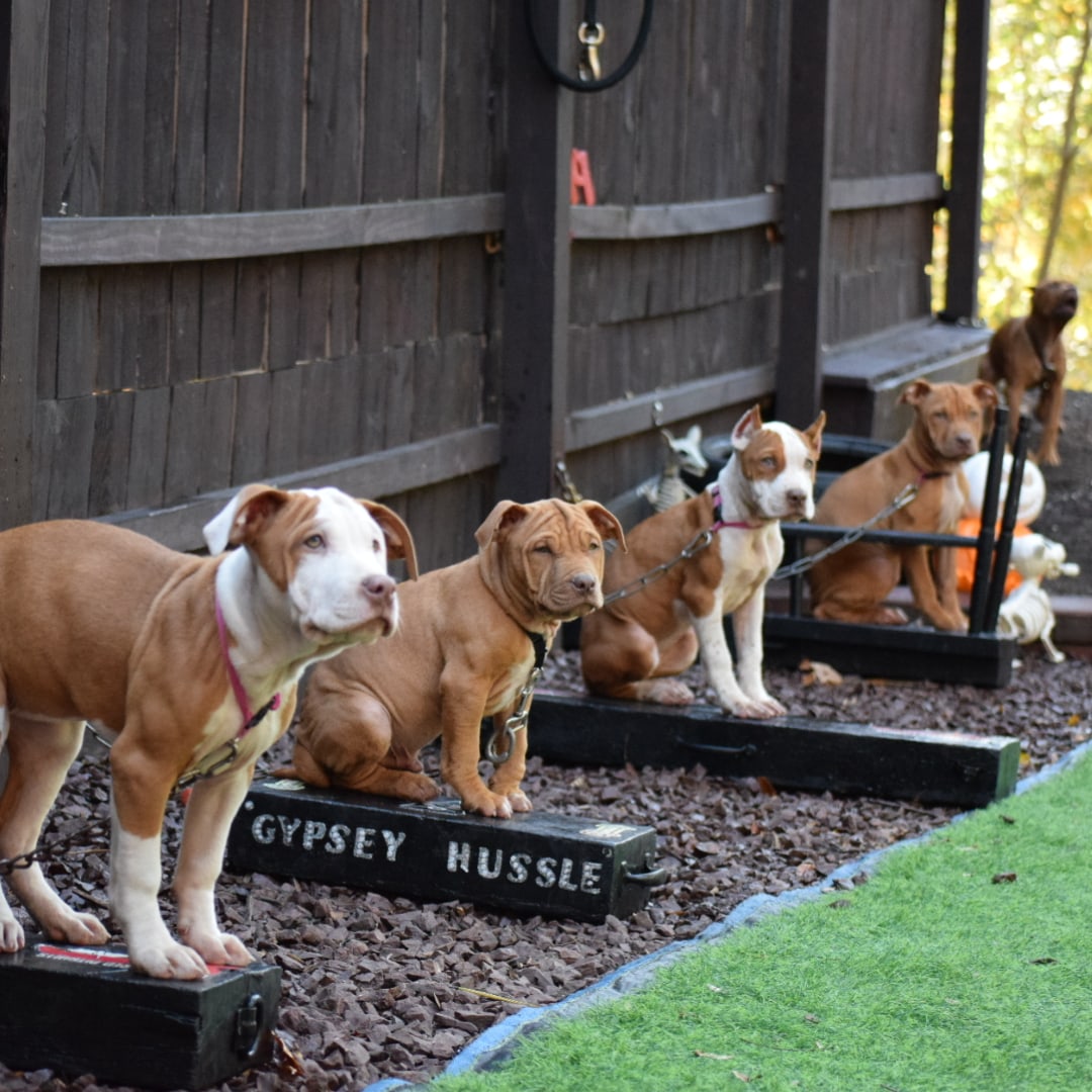 Toledo Ohio Toledo Humane Society Dogs For Adoption Pets For