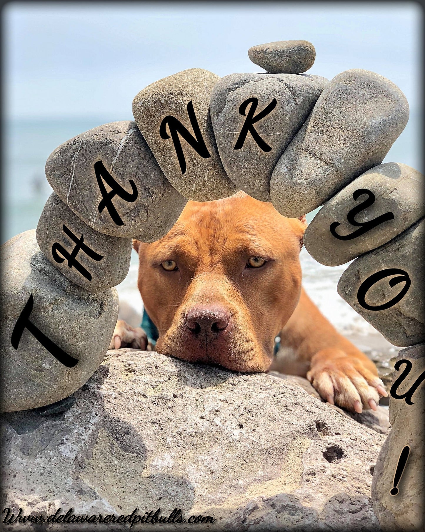Brandy Pawtographed Official Picture. LIMITED