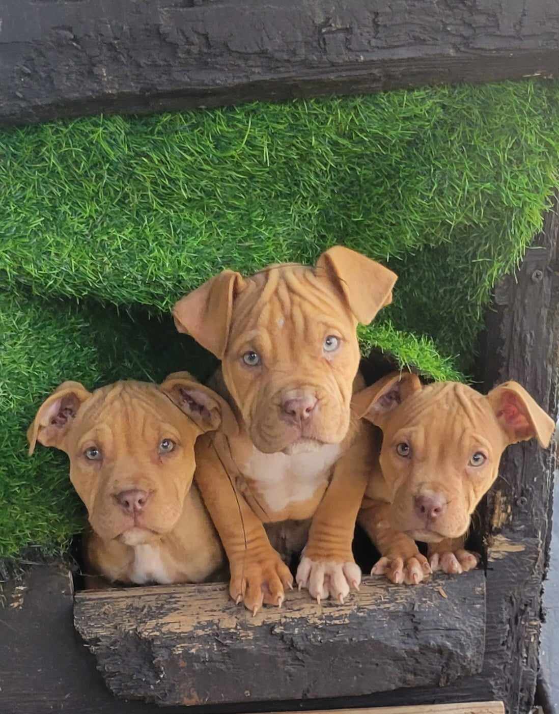 brown red nose pitbulls