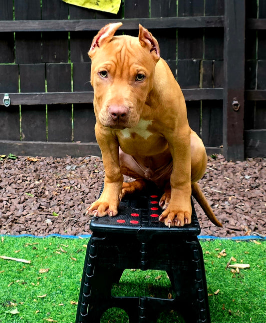 "Blaze" 1 month kck9 included * Slime X Brooklyn * DOB 2/24/24