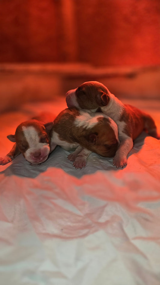 PR The Boo Dogg ⚔ PR Madusa son * Male #1 * EARLY RESERVATION DEPOSIT * DOB: 9/20/25