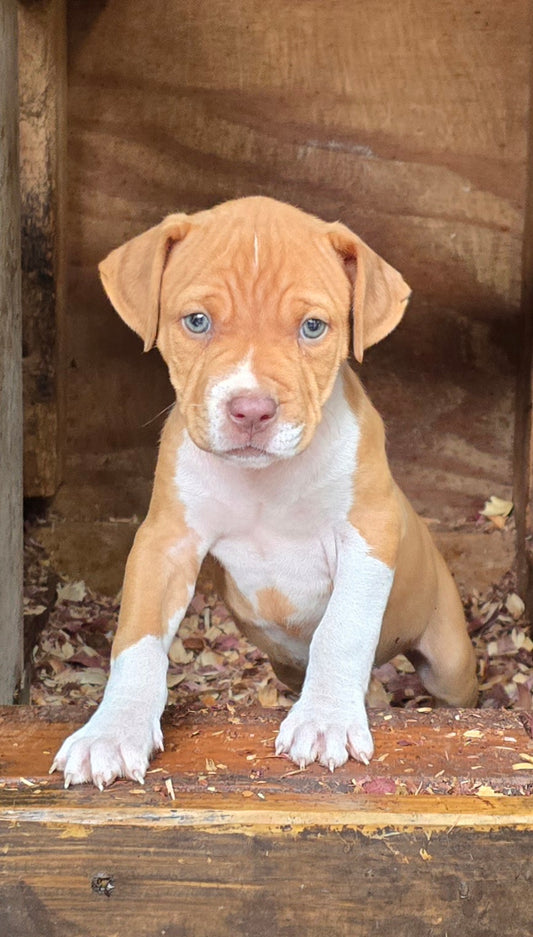 SOLD * PR Juvenile â PR Hollywood * MALE #3 * NOW READY *Born 8/11/25